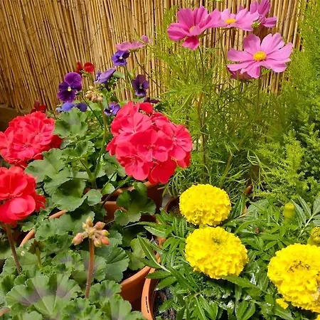Appartement The Boutique Garden York